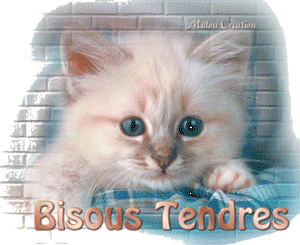 gif tendre bisous chat